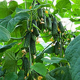 Огірок Еколь F1 10 нас Syngenta ЗІП, фото 2