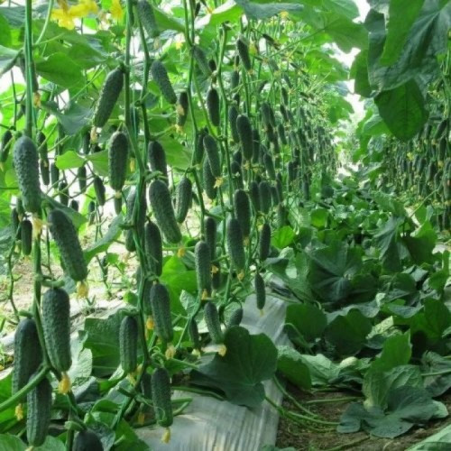 Огірок Капрікорн F1 Yuksel 250нас, фото 1