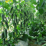 Огірок Капрікорн F1 Yuksel 50нас ЗІП, фото 2