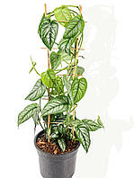 Монстера 20 см Siltepecana