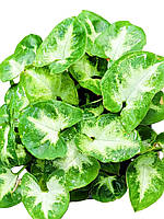 Сингоніум 25 см Pixie