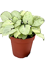 Сингоніум 25 см White Butterfly