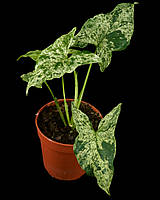 Сингоніум 25 см варієгатний Mottled