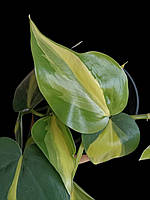 Філодендрон 15 см Scandens Brasil