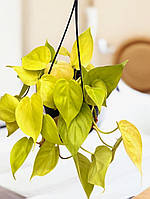 Філодендрон 15 см Scandens micans lime