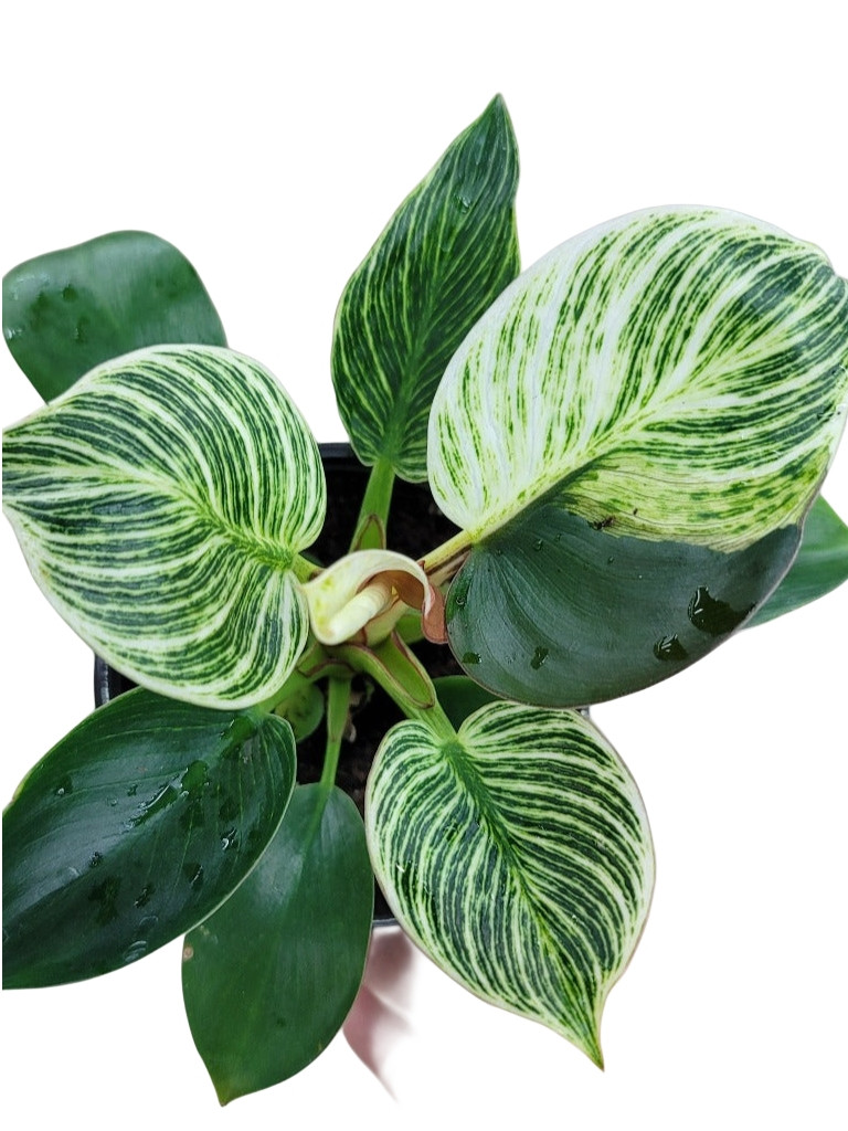 Філодендрон 25 см Birkin, фото 1