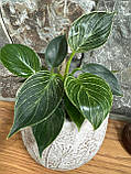 Філодендрон 25 см Birkin, фото 2