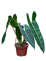 Філодендрон 40 см Billietiae