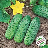 Огірок Кібрія F1 Rijk Zwaan 10 нас ЗІП, фото 2