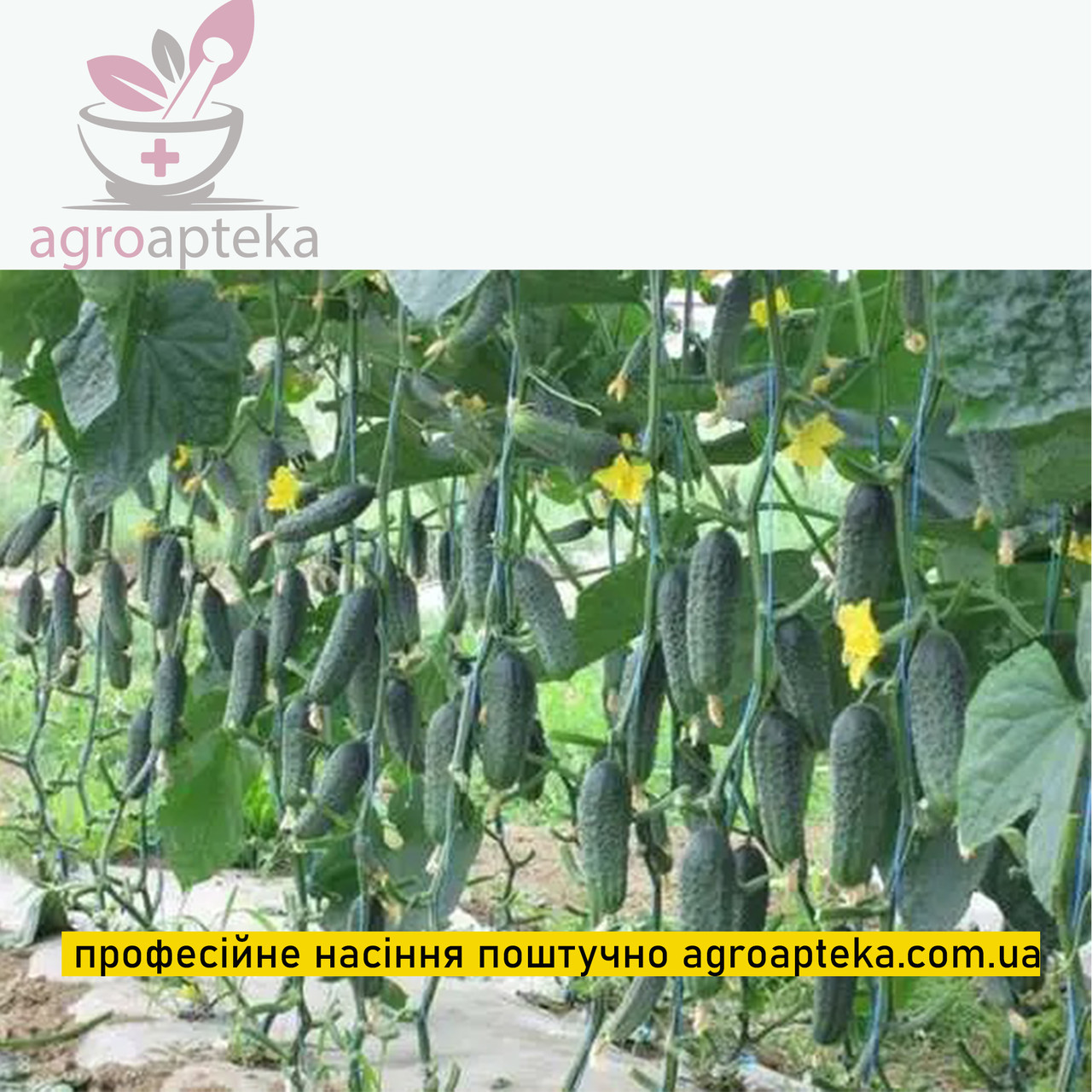 Огірок Капрікорн F1 Yuksel 50нас ЗІП, фото 1