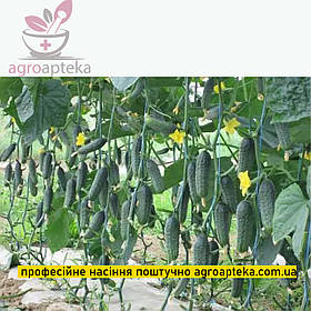 Огірок Капрікорн F1 Yuksel 50нас ЗІП