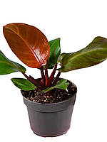 Філодендрон 40 см Sunlight