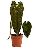 Філодендрон 45 см Melanochrysum