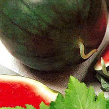 Насіння кавуна Цукровий малюк (Україна)