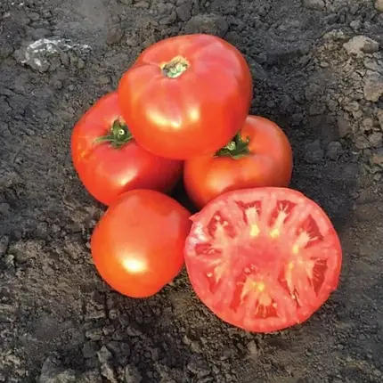 Насіння томату Ріхам F1 (Riham F1) Clause 1000, фото 1