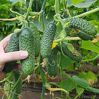 Насіння огірка Мадрілен F1 (Seminis), 10 насінин — ультраранний (38-40 дней), партенокарпік, корнишон