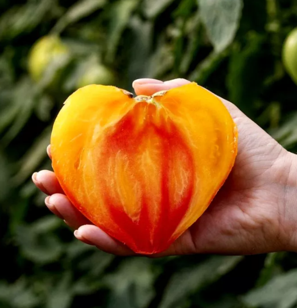 Насіння томату Мадрид F1 (Madrid F1) Clause 250