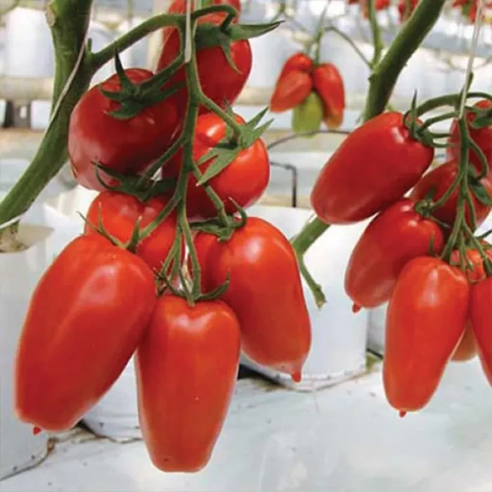 Насіння томата Айдар F1 Clause 250