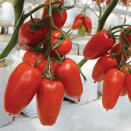 Насіння томата Айдар F1 Clause 250, фото 1