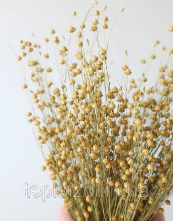 Сухоцвіт льон натуральний 15 шт, фото 1