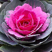 Капуста декоративна Кондор червона , 10 шт., Професійне насіння