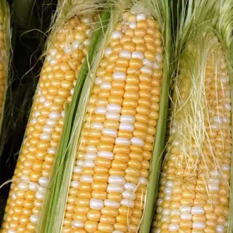 Кукурудза цукрова Цукровий мікс (суміш), 50 шт., Садиба