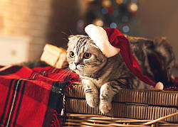 Листівка "Кіт Санти"