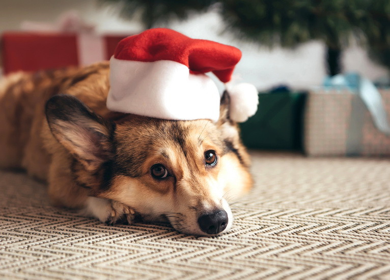 Листівка "Наймиліший ельф Санти", фото 1