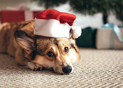 Листівка "Наймиліший ельф Санти"