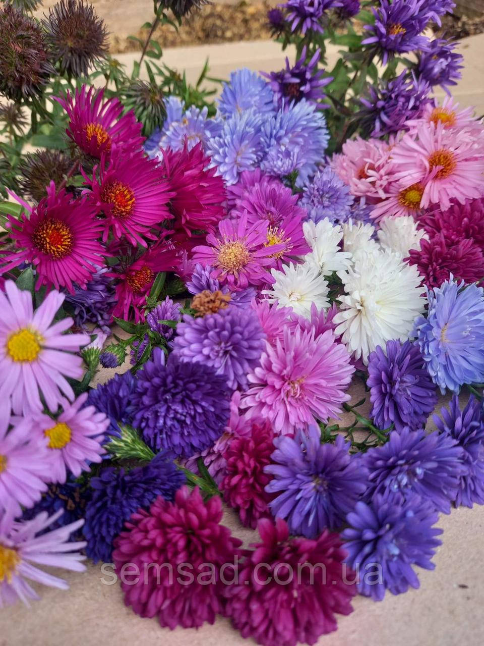 Астра кущова "Мікс 10 саджанців" (саджанці )