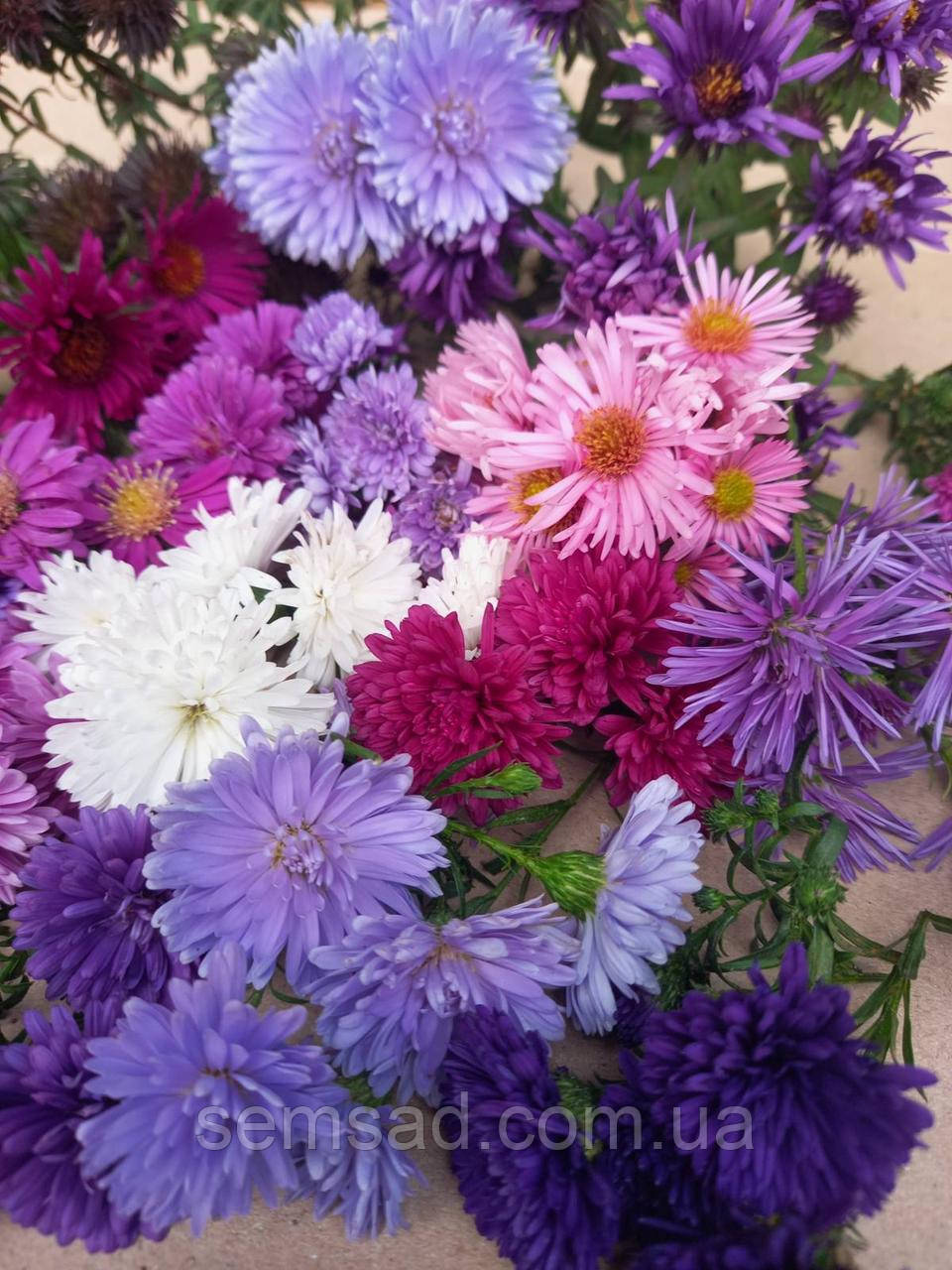 Астра кущова "Мікс 15 саджанців" (саджанці )