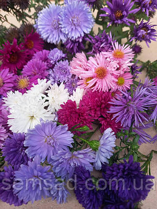 Астра кущова "Мікс 15 саджанців" (саджанці ), фото 1
