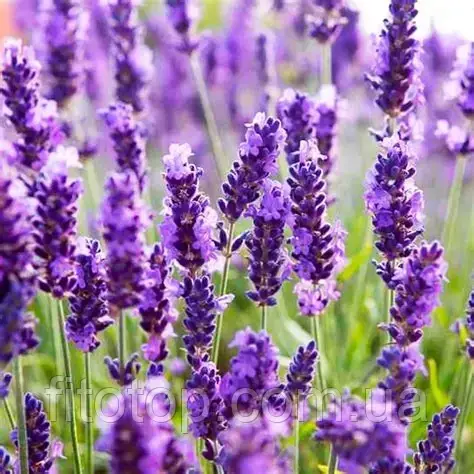 Лаванда екстракт гліцериновий 5л, фото 1