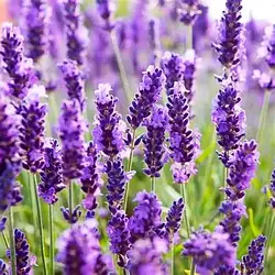 Лаванда екстракт гліцериновий 1л