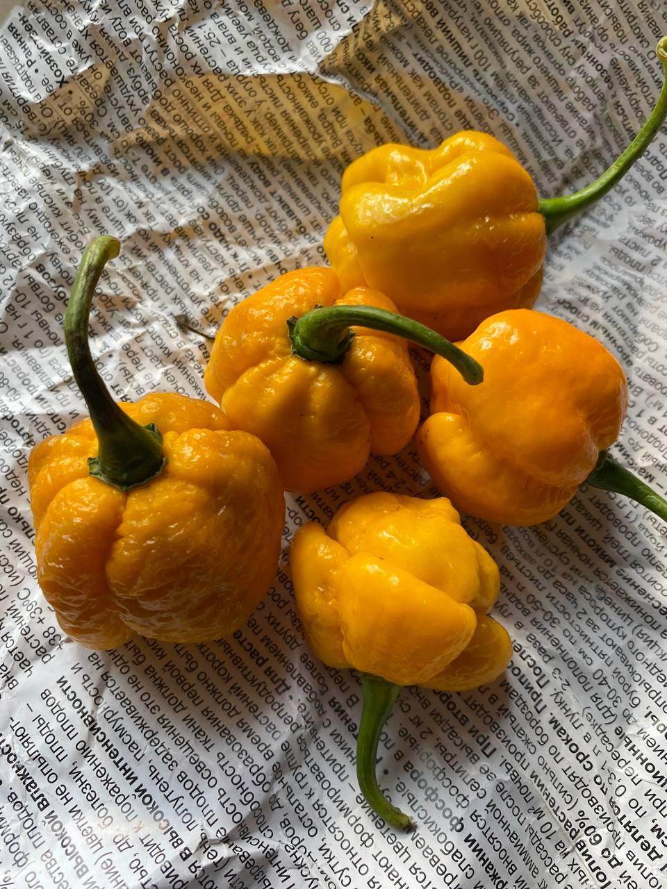 Насіння гострого перцю Trinidad Moruga Scorpion Yellow Трінідад Скорпіон 5 штук, фото 1