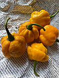 Насіння гострого перцю Trinidad Moruga Scorpion Yellow Трінідад Скорпіон 5 штук, фото 2