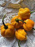 Насіння гострого перцю Trinidad Moruga Scorpion Yellow Трінідад Скорпіон 5 штук, фото 3