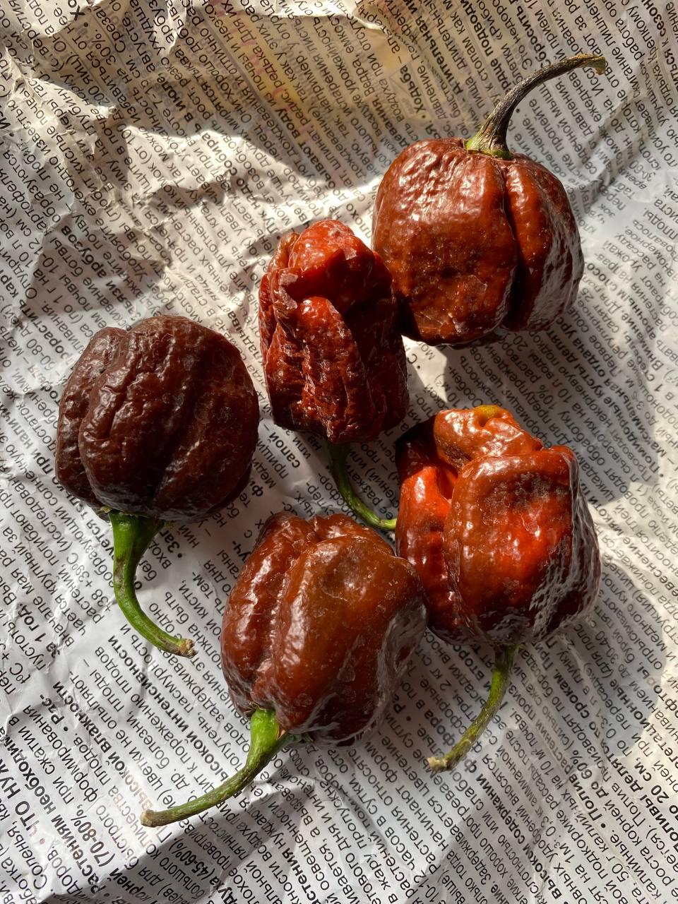 Насіння гострого перцю Trinidad Moruga Scorpion Chocolate Трінідад Скорпіон 5 штук, фото 1
