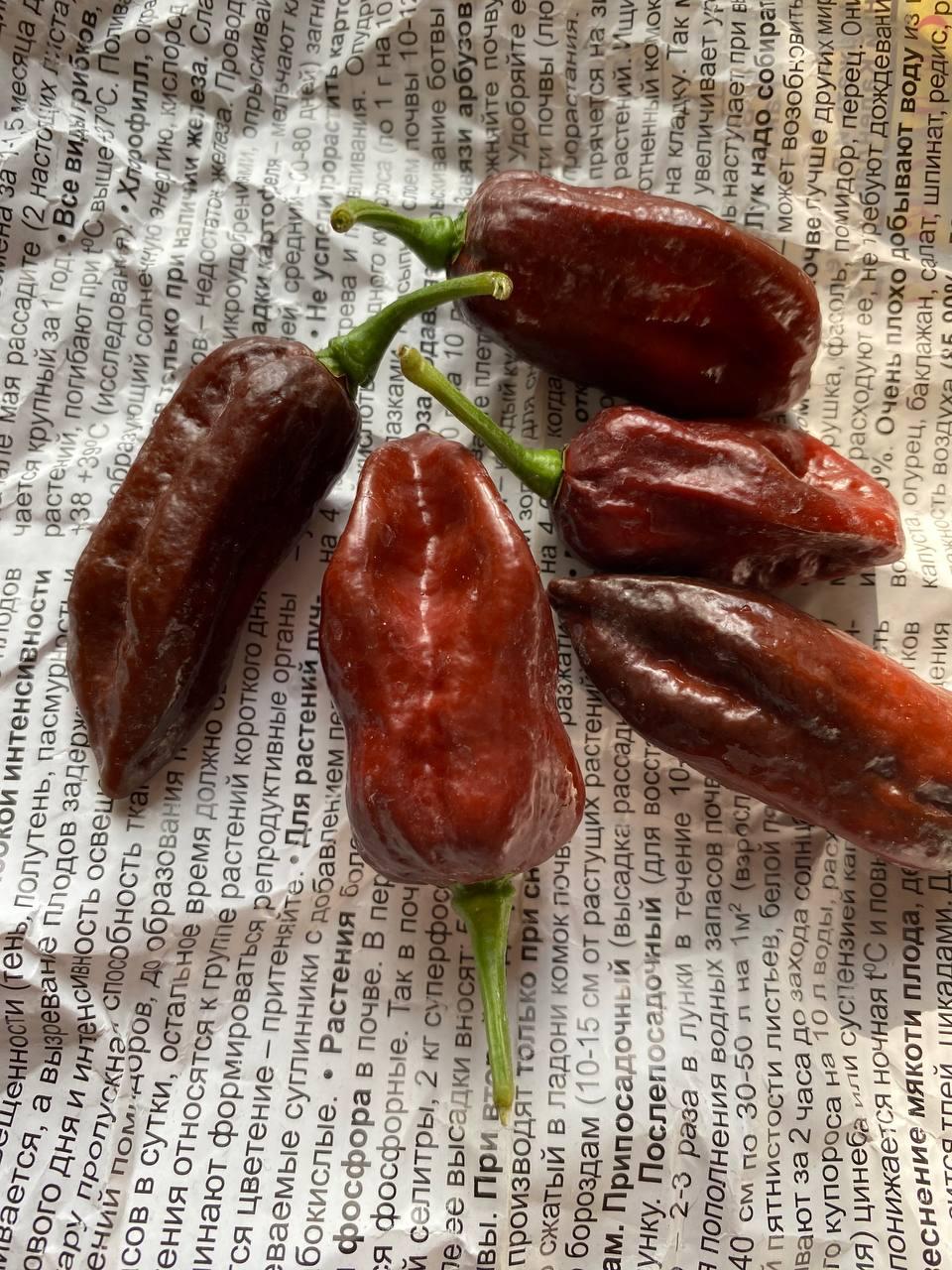 Гострий перець 7 Pot Chaguanas Chocolate насіння, фото 1