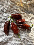 Гострий перець 7 Pot Chaguanas Chocolate насіння, фото 3