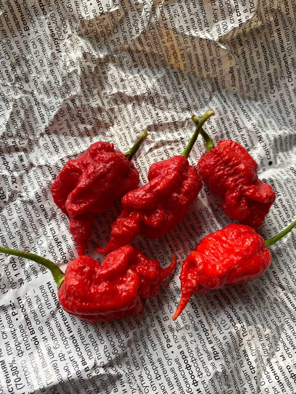 Гострий перець T-Rex Red насіння 5 штук, фото 1