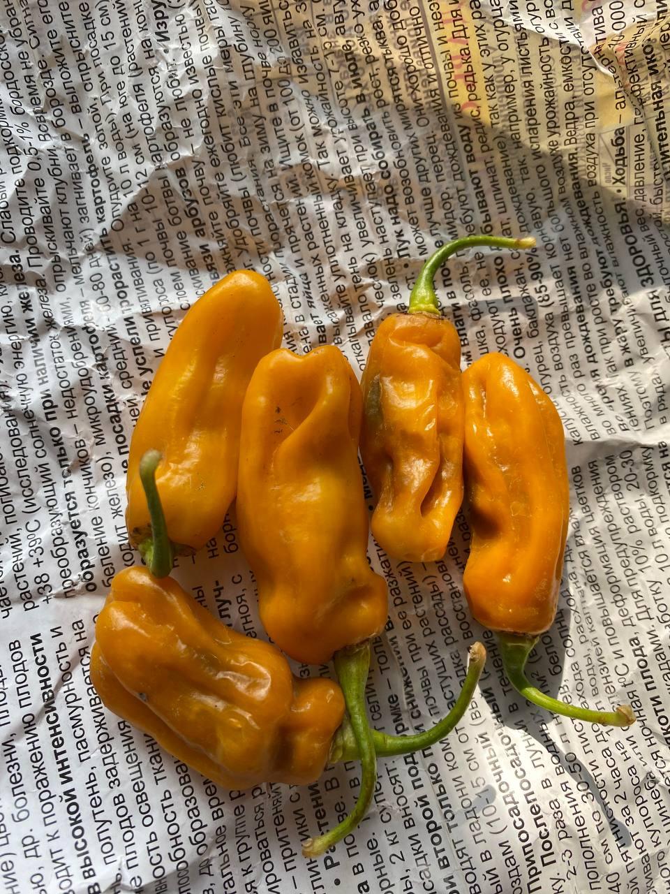 Гострий перець Madame Janette Мадам Джанет насіння 5 штук, фото 1