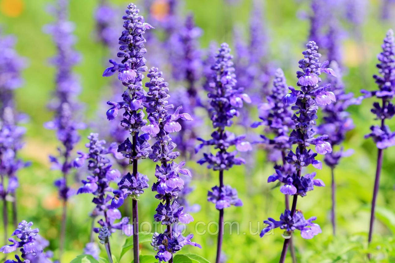 Шавлія екстракт гліцериновий 5л, фото 1