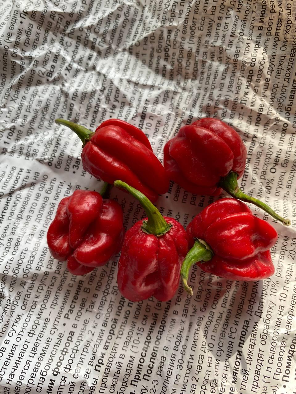 Гострий перец Komodo Dragon насіння 5 штук, фото 1