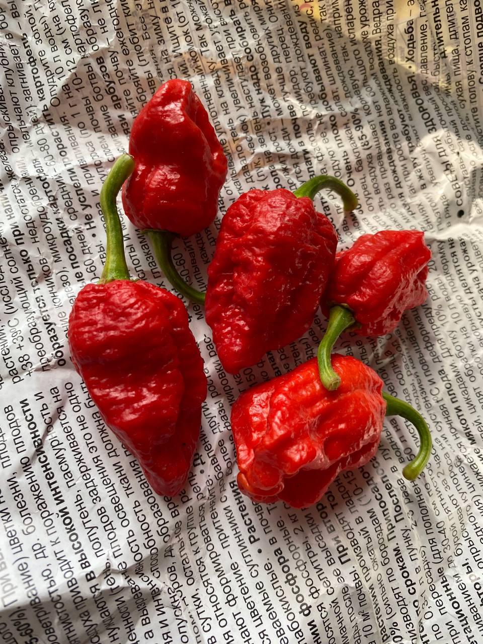 Гострий перец Ghenghis Khan Brain Strain насіння 5 штук, фото 1