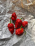 Гострий перец Ghenghis Khan Brain Strain насіння 5 штук, фото 5