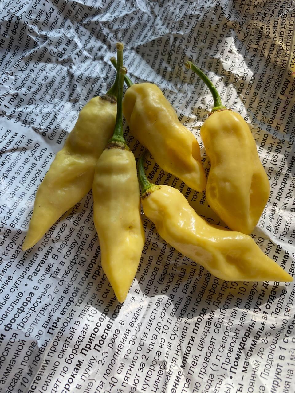 Гострий перец Naga White насіння 5 штук, фото 1