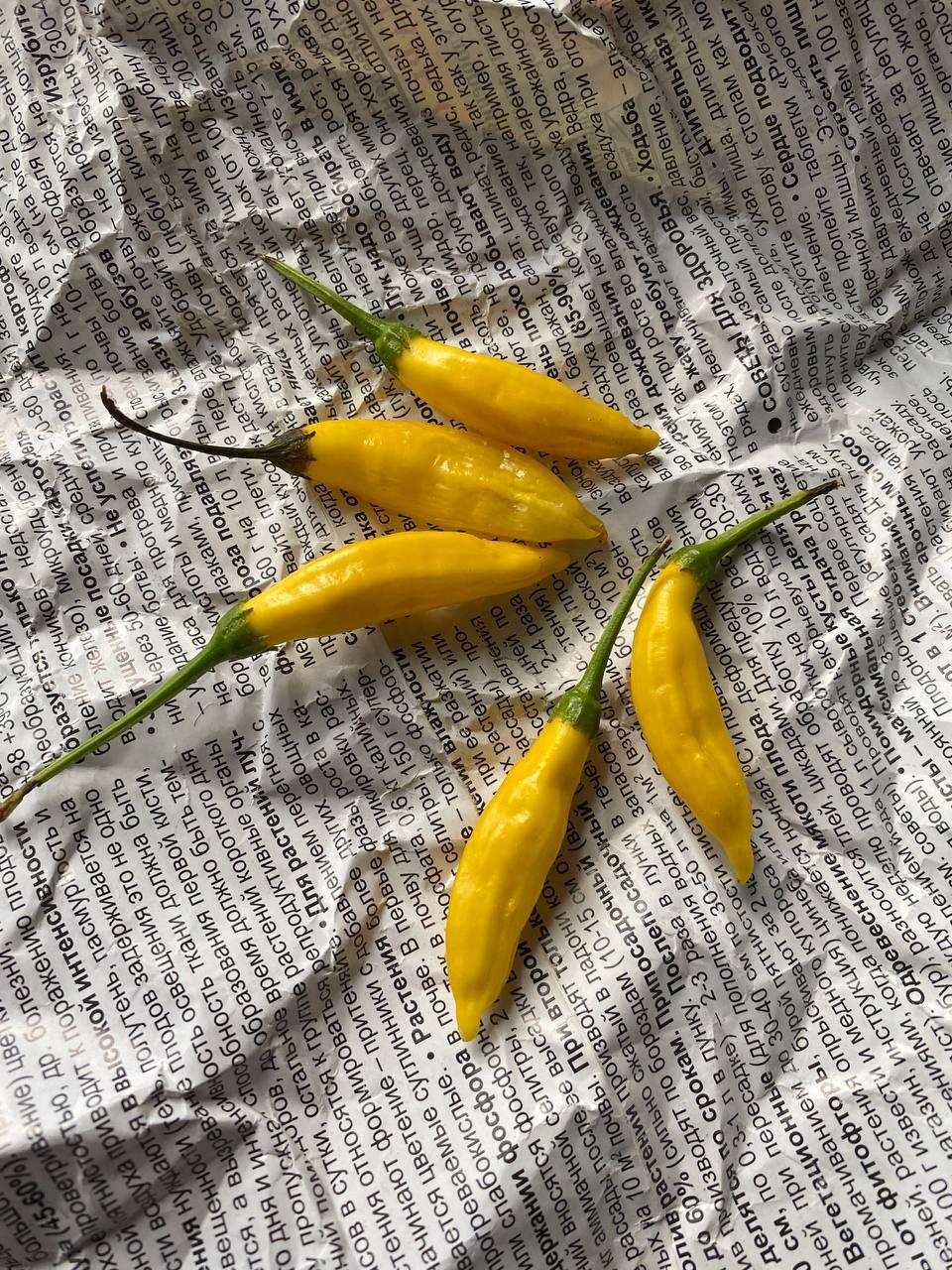 Гострий перец Aji Limo насіння 5 штук, фото 1