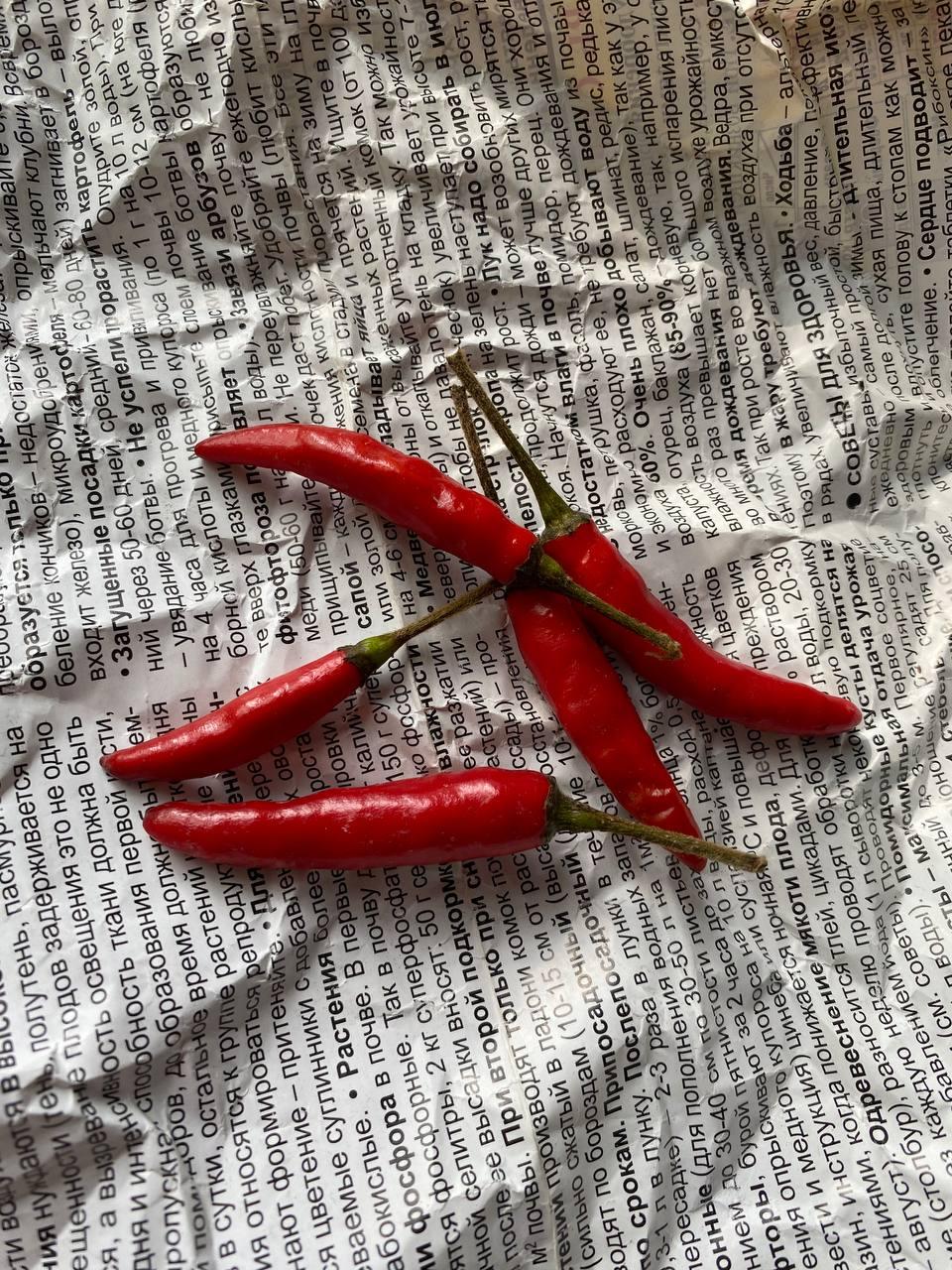 Гострий перец Black Cobra насіння 5 штук, фото 1