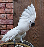 Какаду альба, фото 3